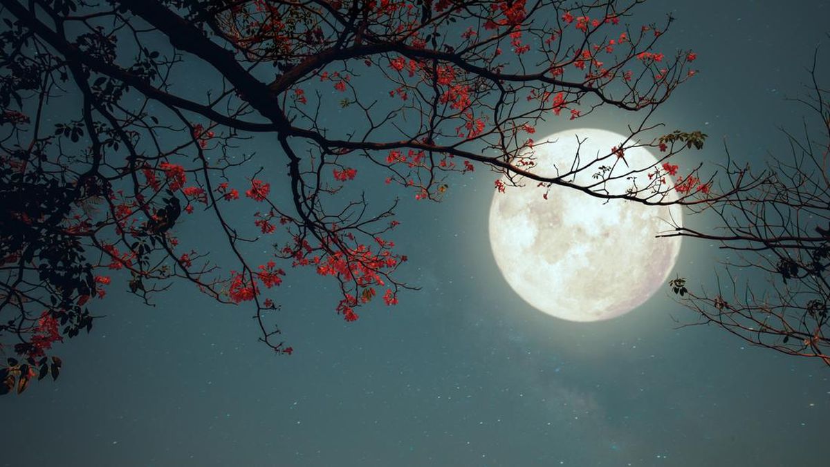 Arti Kata "The Moon is Beautiful isn't It", Ungkapan Romantis di Balik Kata-kata Viral di Twitter